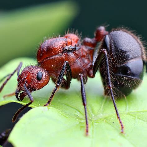 翊姓名學 褐色脊紅蟻